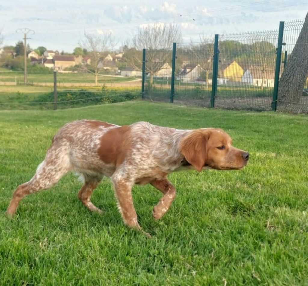 Uzie De La Mordoree De Puisaye