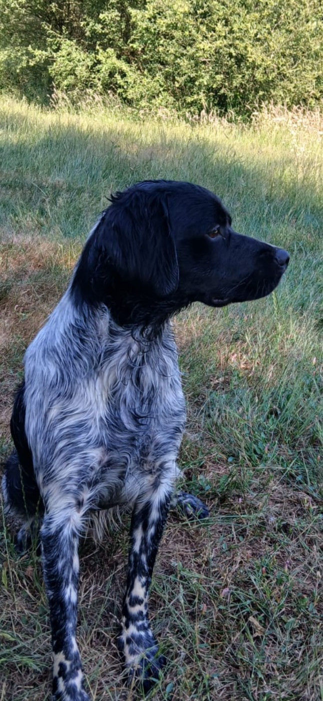 Vayan De La Mordoree De Puisaye