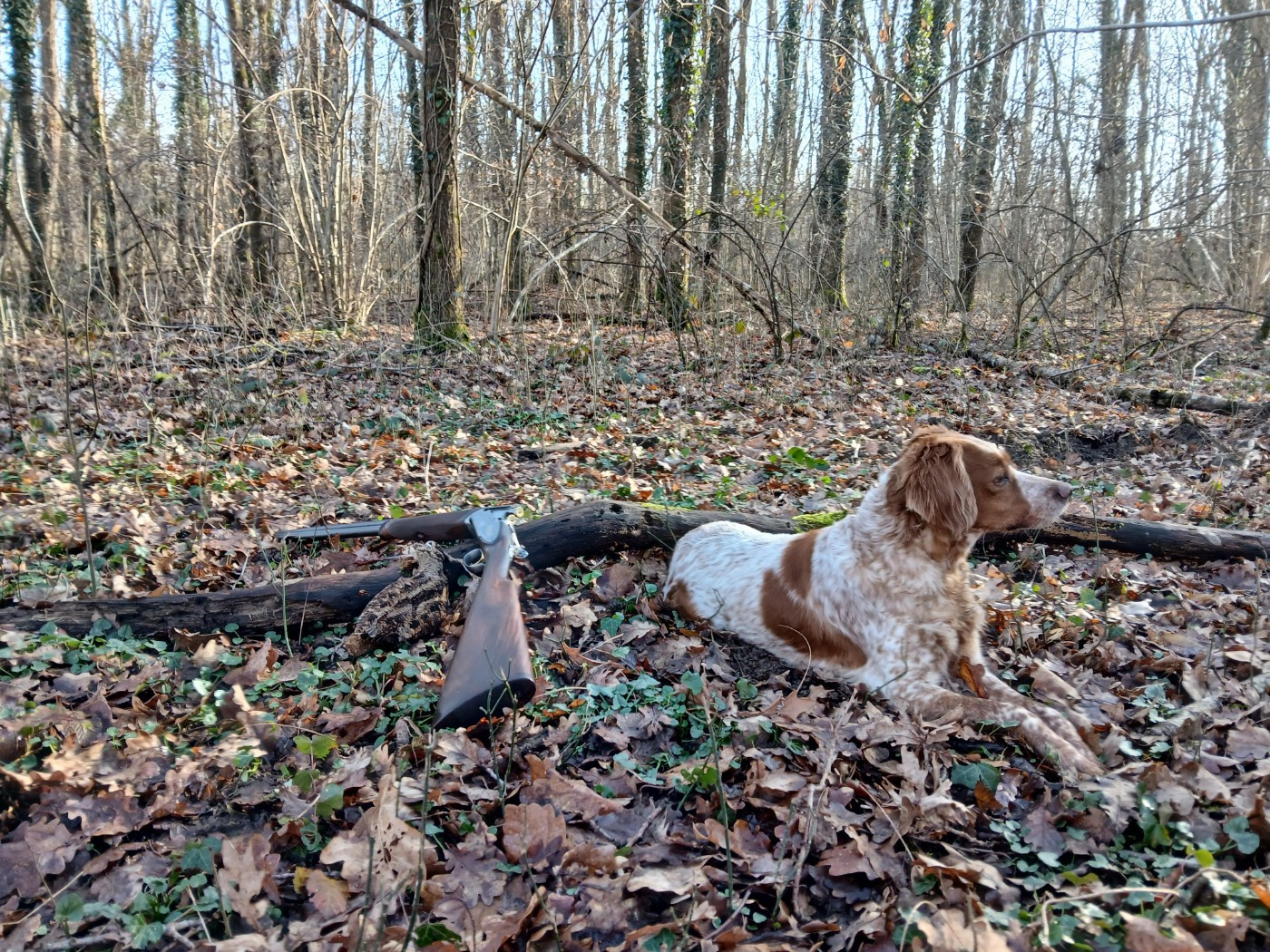 Une belle journée de chasse à la Bécasse avec mamie Pocket !