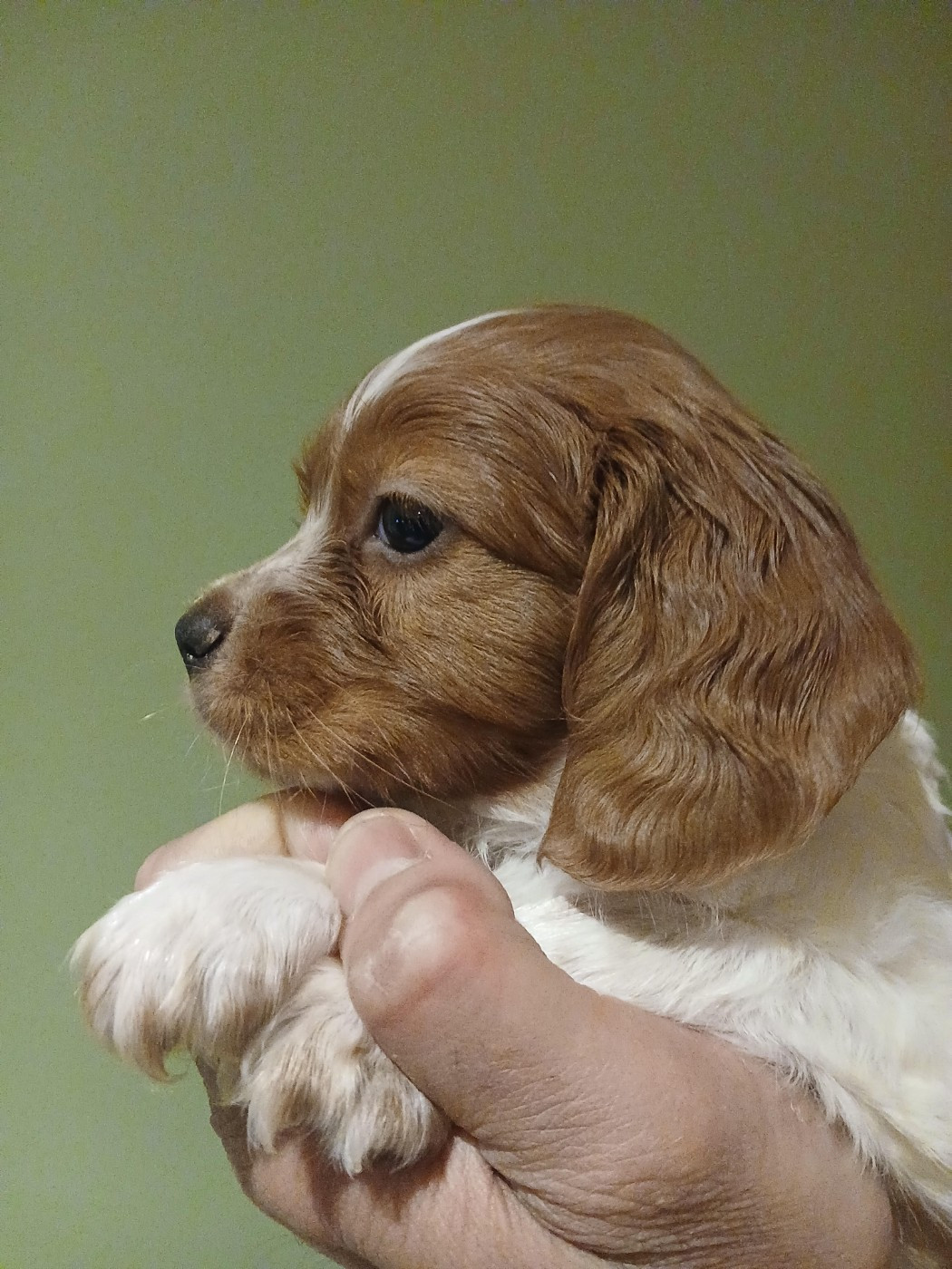 De La Mordoree De Puisaye - Chiots disponibles - Epagneul Breton